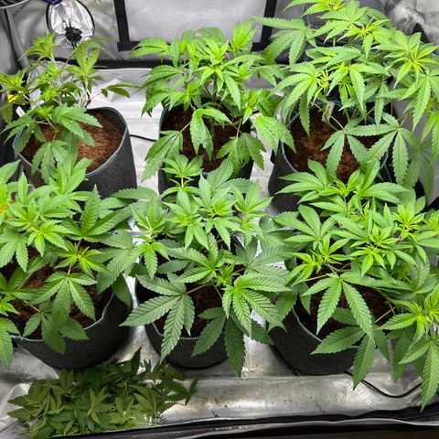 Astro Grape & Nanaz x BBC growlog timeline photo