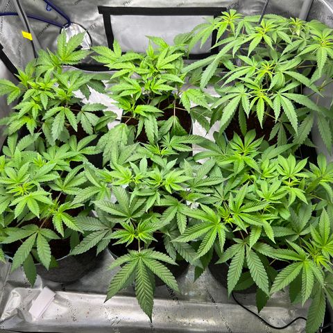 Astro Grape & Nanaz x BBC growlog timeline photo