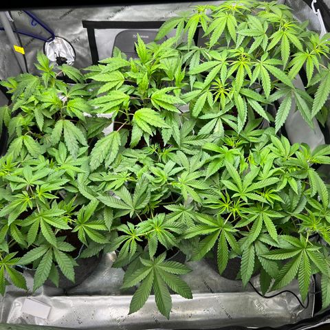 Astro Grape & Nanaz x BBC growlog photo: Before