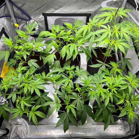 Astro Grape & Nanaz x BBC growlog photo: After