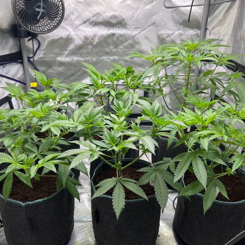 Astro Grape & Nanaz x BBC growlog photo: Medium defol