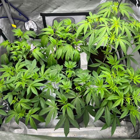 Astro Grape & Nanaz x BBC growlog photo: Medium defol