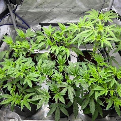 Astro Grape & Nanaz x BBC growlog photo: Medium defol