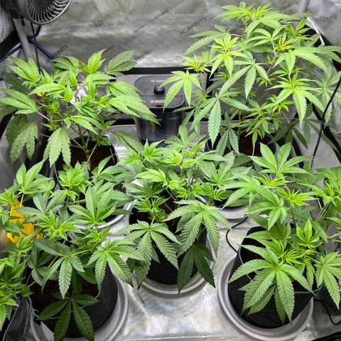 Astro Grape & Nanaz x BBC growlog timeline photo