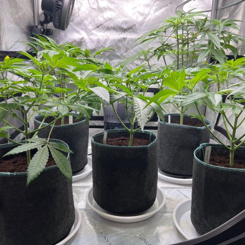 Astro Grape & Nanaz x BBC growlog timeline photo