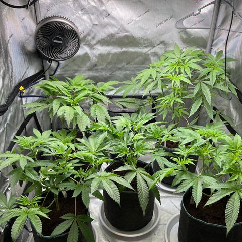 Astro Grape & Nanaz x BBC growlog timeline photo