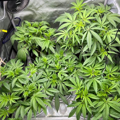 Astro Grape & Nanaz x BBC growlog timeline photo