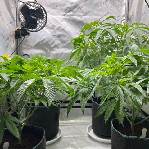 Astro Grape & Nanaz x BBC growlog timeline photo