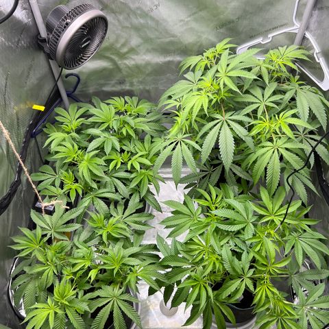 Astro Grape & Nanaz x BBC growlog timeline photo