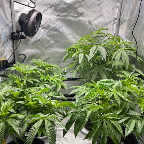 Astro Grape & Nanaz x BBC growlog timeline photo
