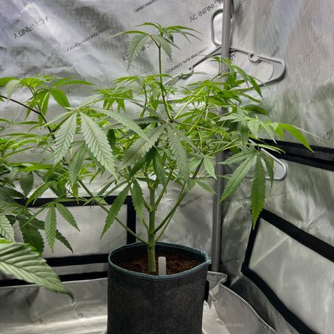 Astro Grape & Nanaz x BBC growlog photo: Cut nanaz x bbc #2
First attempt at cloning