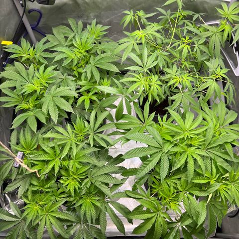 Astro Grape & Nanaz x BBC growlog photo: Cut nanaz x bbc #2
First attempt at cloning