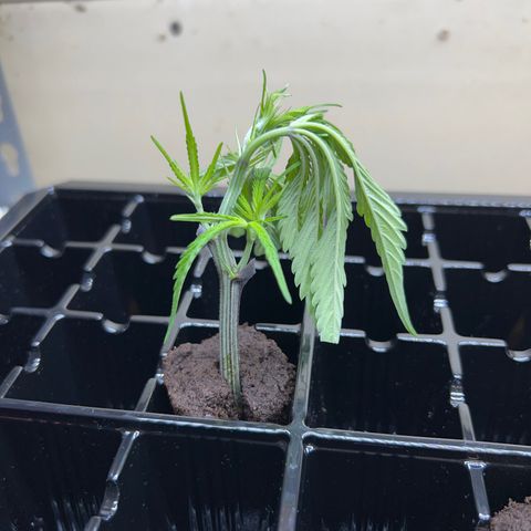 Astro Grape & Nanaz x BBC growlog photo: Cut nanaz x bbc #2
First attempt at cloning