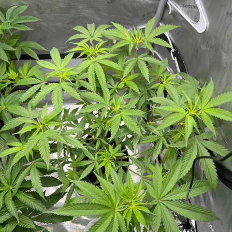 Astro Grape & Nanaz x BBC growlog photo: 10 PM nanaz x bbc #2