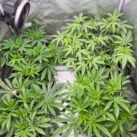 Astro Grape & Nanaz x BBC growlog photo: 4:50 AM
