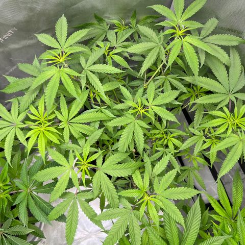 Astro Grape & Nanaz x BBC growlog photo: 4:50 AM