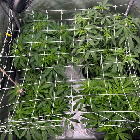 Astro Grape & Nanaz x BBC growlog timeline photo