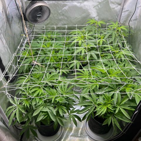 Astro Grape & Nanaz x BBC growlog timeline photo