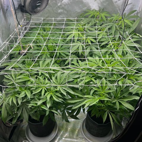 Astro Grape & Nanaz x BBC growlog timeline photo
