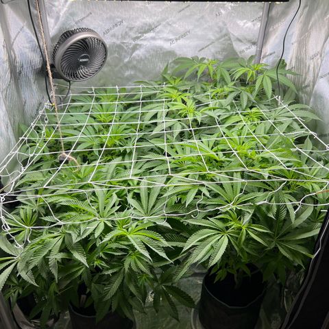 Astro Grape & Nanaz x BBC growlog timeline photo