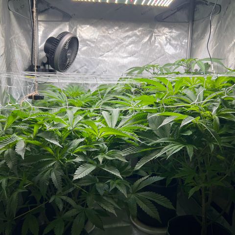 Astro Grape & Nanaz x BBC growlog timeline photo
