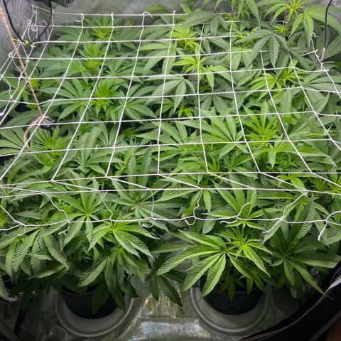 Astro Grape & Nanaz x BBC growlog timeline photo
