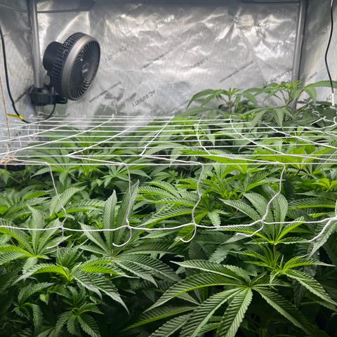 Astro Grape & Nanaz x BBC growlog timeline photo