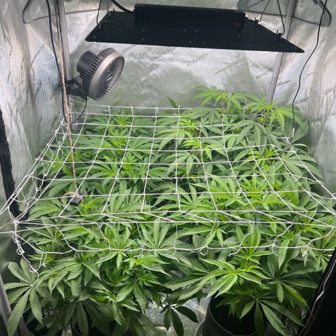 Astro Grape & Nanaz x BBC growlog timeline photo
