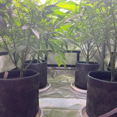 Astro Grape & Nanaz x BBC growlog timeline photo
