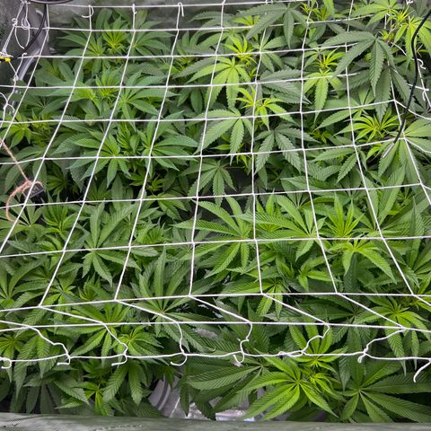 Astro Grape & Nanaz x BBC growlog timeline photo