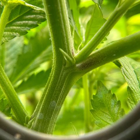 Astro Grape & Nanaz x BBC growlog timeline photo