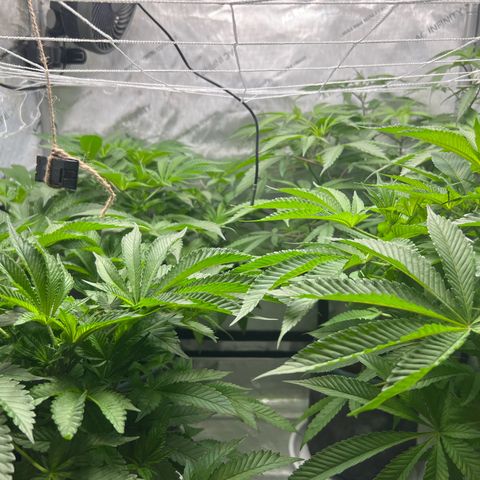 Astro Grape & Nanaz x BBC growlog timeline photo