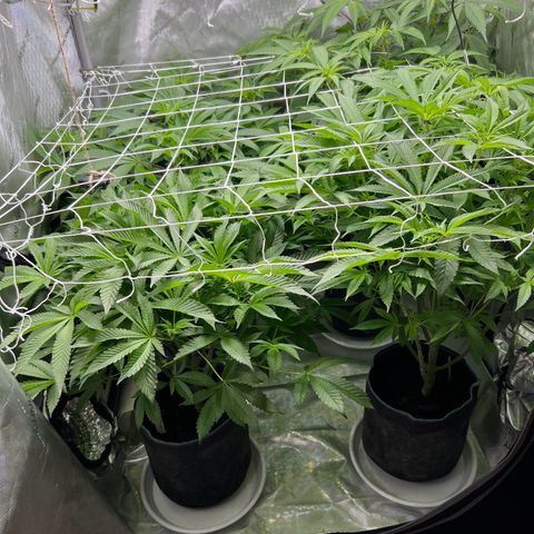 Astro Grape & Nanaz x BBC growlog timeline photo