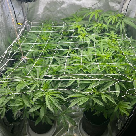 Astro Grape & Nanaz x BBC growlog timeline photo