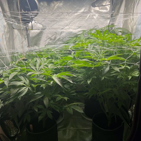 Astro Grape & Nanaz x BBC growlog timeline photo