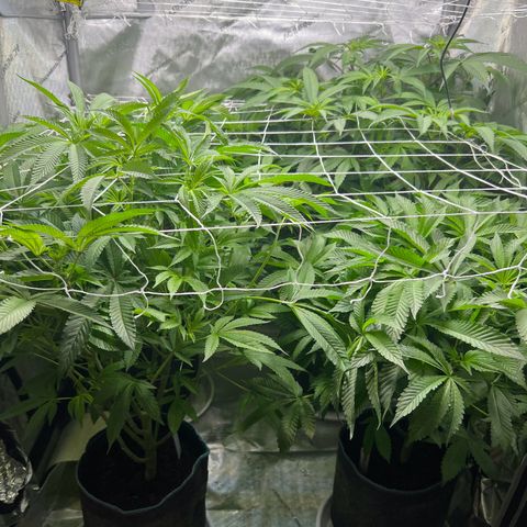 Astro Grape & Nanaz x BBC growlog timeline photo