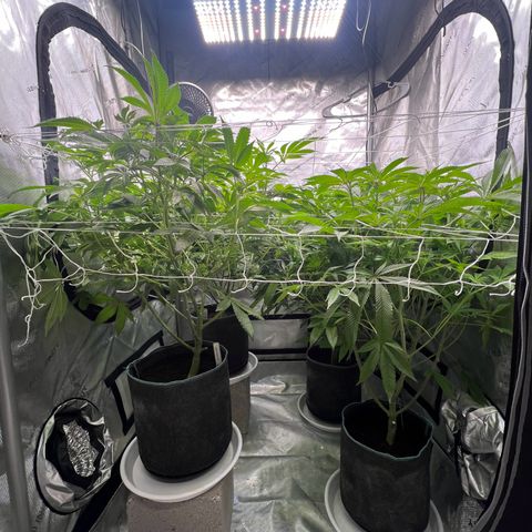 Astro Grape & Nanaz x BBC growlog timeline photo