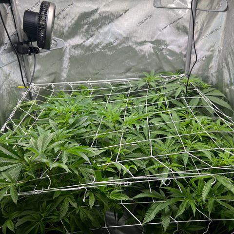 Astro Grape & Nanaz x BBC growlog timeline photo