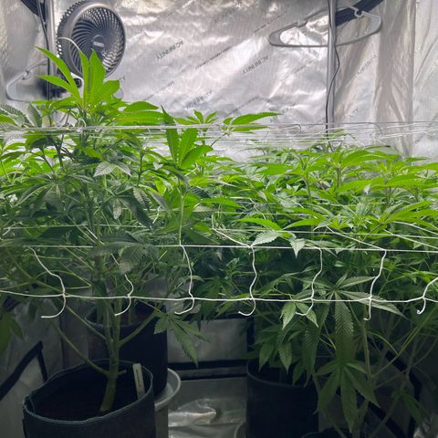 Astro Grape & Nanaz x BBC growlog timeline photo