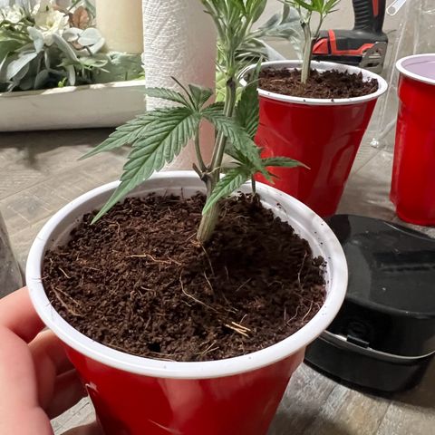 Astro Grape & Nanaz x BBC growlog photo: Transplanted 2/6 nanaz x bbc clones