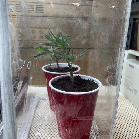 Astro Grape & Nanaz x BBC growlog photo: Transplanted 2/6 nanaz x bbc clones