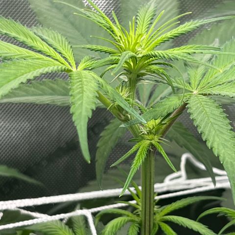 Astro Grape & Nanaz x BBC growlog photo: Nanaz x bbc