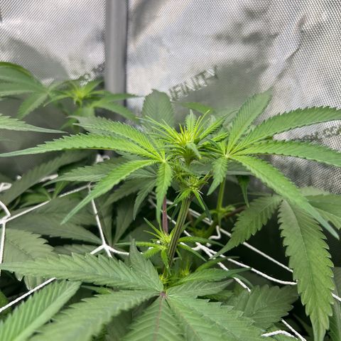 Astro Grape & Nanaz x BBC growlog photo: Nanaz x bbc