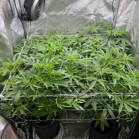 Astro Grape & Nanaz x BBC growlog timeline photo