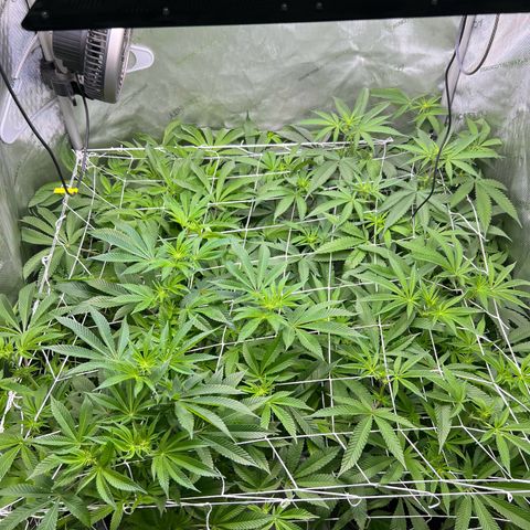Astro Grape & Nanaz x BBC growlog timeline photo