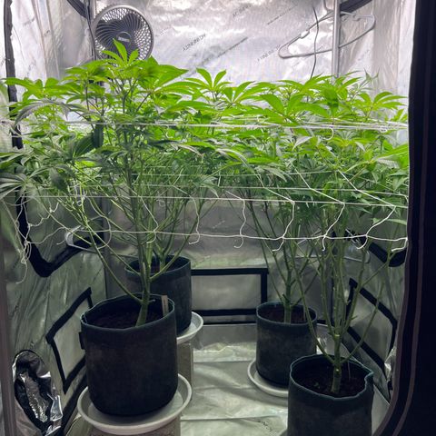 Astro Grape & Nanaz x BBC growlog photo: Lollipop 