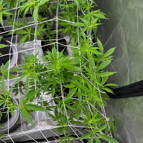 Astro Grape & Nanaz x BBC growlog photo: Strip