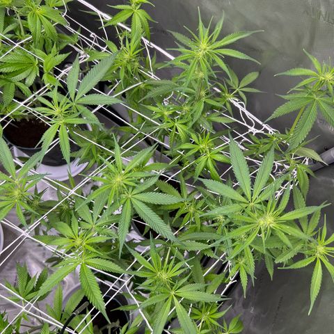 Astro Grape & Nanaz x BBC growlog photo: Strip