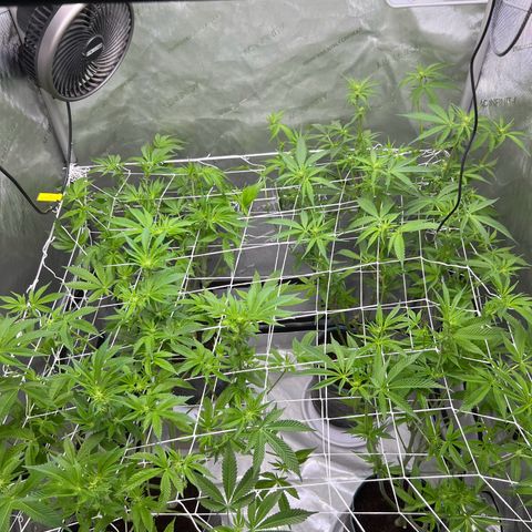 Astro Grape & Nanaz x BBC growlog photo: Strip