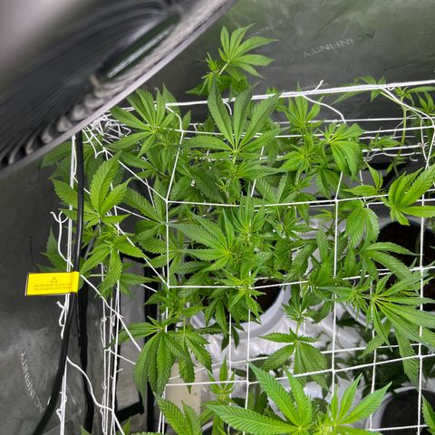 Astro Grape & Nanaz x BBC growlog photo: Strip
